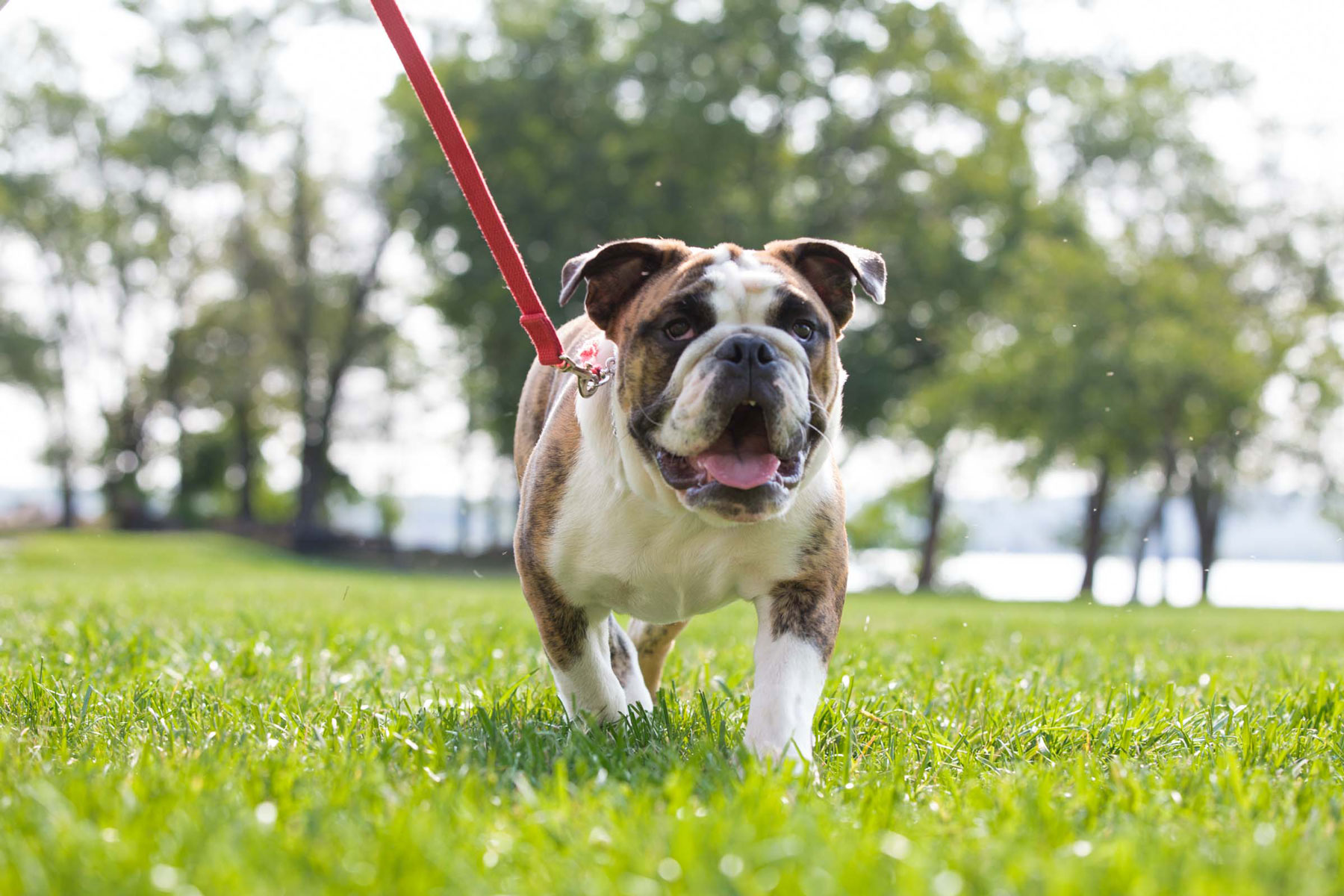 Olde Towne School for Dogs Alexandria, VA
